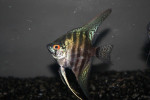 Maanvis Zebra Lace